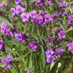 Tradescantia ‘Brainstorm’ 3L 5056771000393
